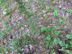 Eupatorium torreyanum