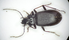 Nebria rufescens