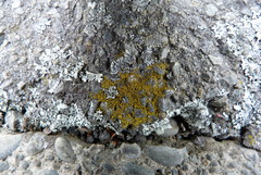 Lecanora polytropa