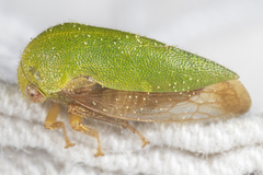 Ophiderma evelyna