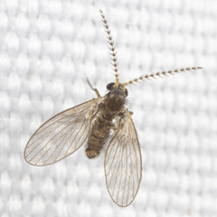 Trichomyia