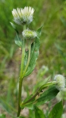 Erigeron aliceae