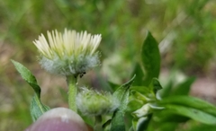 Erigeron aliceae