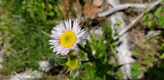 Erigeron aliceae