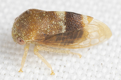 Cyrtolobus maculifrontis