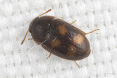 Litargus tetraspilotus