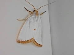 Urola nivalis