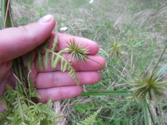 Cyperus lancastriensis