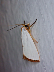 Urola nivalis