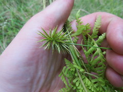 Cyperus lancastriensis