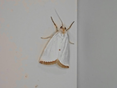 Urola nivalis