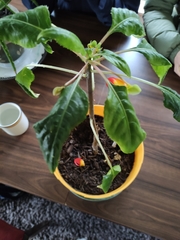 Impatiens niamniamensis