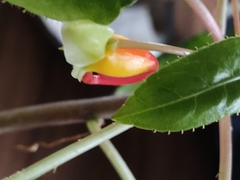 Impatiens niamniamensis