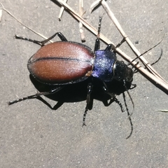 Carabus schoenherri