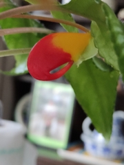 Impatiens niamniamensis