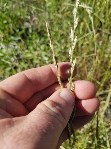 photo of Perennial Ryegrass (Lolium perenne)