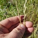 photo of Perennial Ryegrass (Lolium perenne)