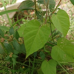 Ipomoea
