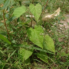 Ipomoea