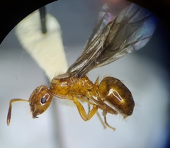 Lasius interjectus