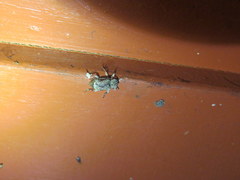 Leptostylus transversus