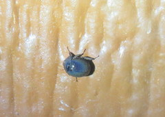 Germarostes globosus