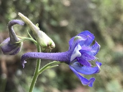 Delphinium madrense
