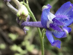 Delphinium madrense