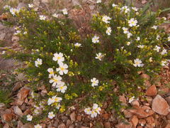 Cistus clusii