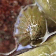 Puncturella cucullata