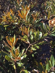 Comarostaphylis arbutoides