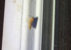 Chlorotettix lusorius