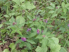 Vicia venosa baicalensis