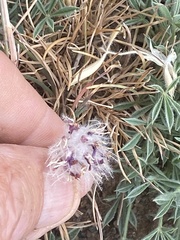 Trifolium andersonii