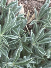 Trifolium andersonii