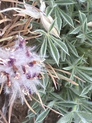 Trifolium andersonii