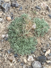 Trifolium andersonii