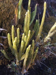 Lycopodiales
