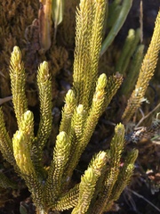 Lycopodiales