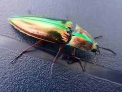 Campsosternus auratus