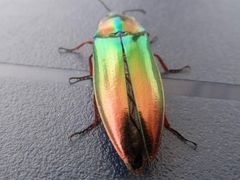 Campsosternus auratus