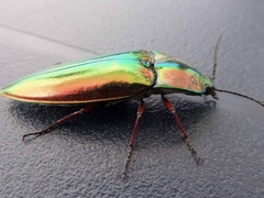 Campsosternus auratus