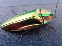 Campsosternus auratus