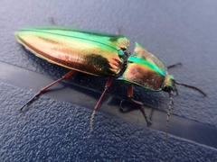 Campsosternus auratus