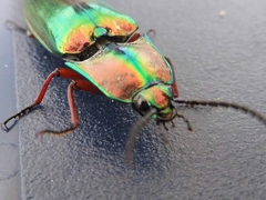 Campsosternus auratus