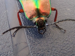 Campsosternus auratus