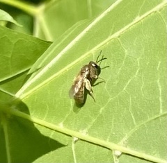 Lasioglossum pilosum