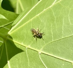 Lasioglossum pilosum