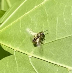 Lasioglossum pilosum