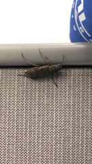 Xylotrechus mormonus